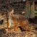 Red Squirrel_4 100208
